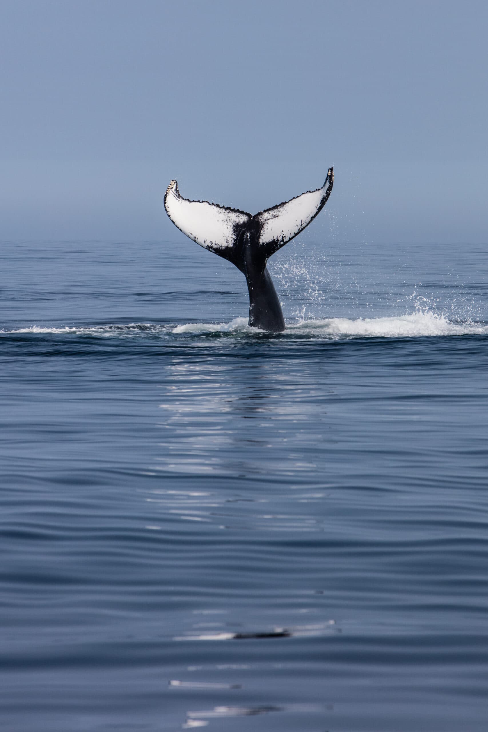 whale tale